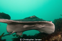 Smooth Stingray, (One of the largest stingrays in the wor... by Christopher Jansen 